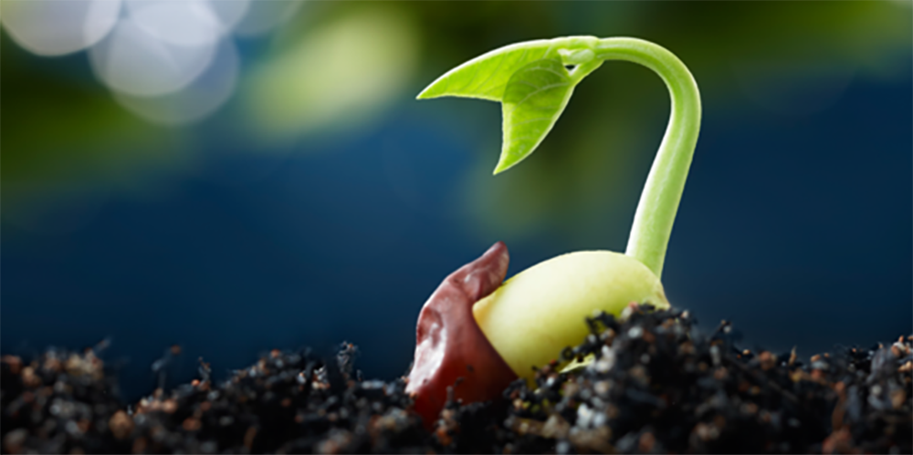 SEED TO SUPPER Gardening Series