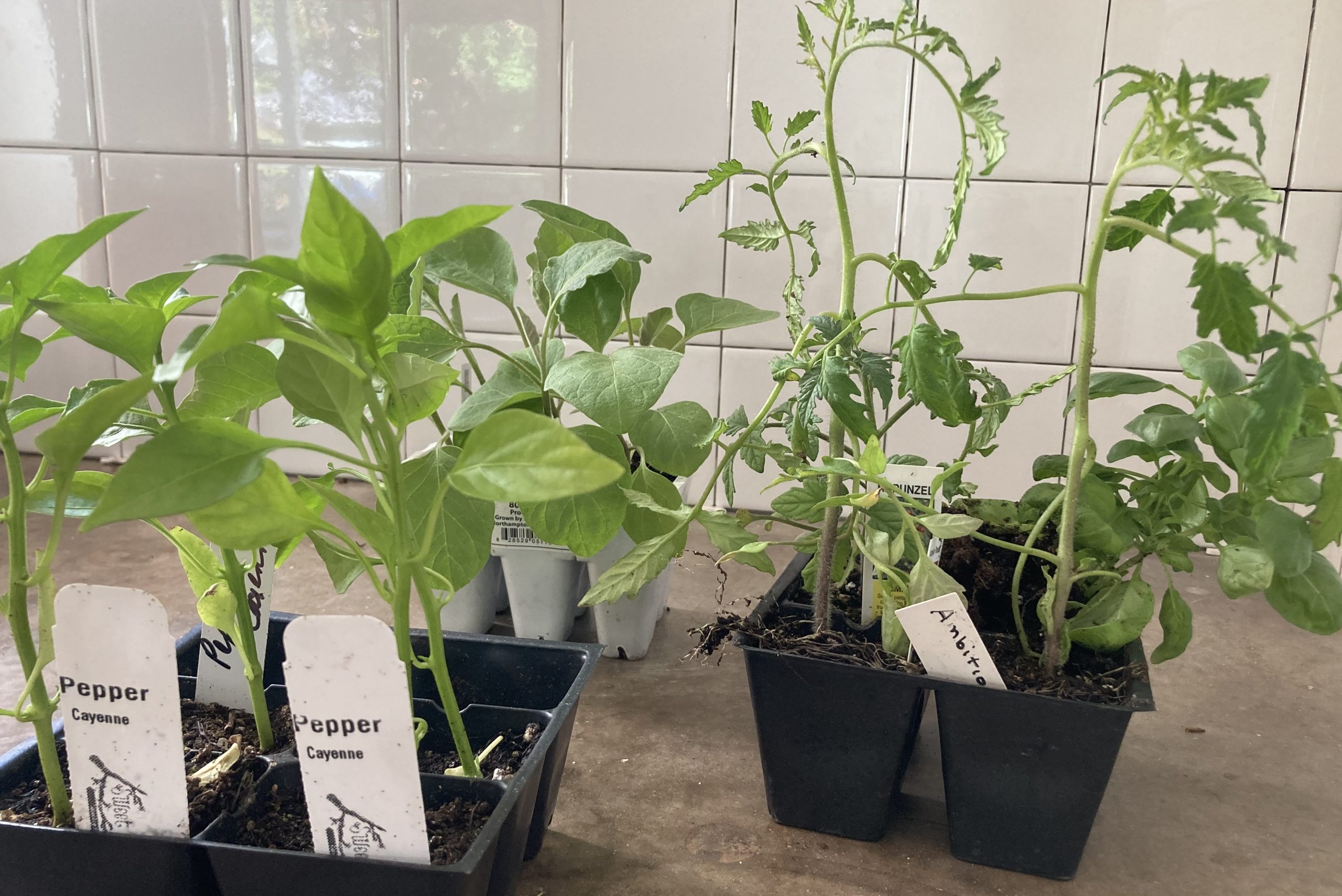 Seedling Share!