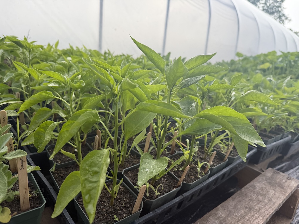 Seedlings for West Branch Commons! [plant sale fundraiser]